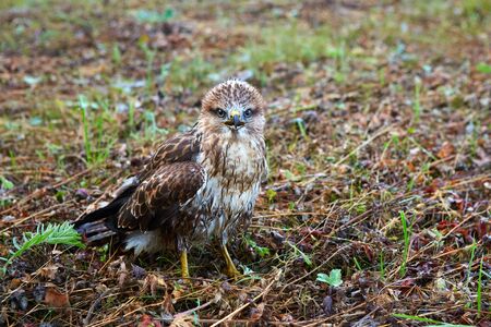 close-up portrait of a bird of prey nestling in its natural habitat, camouflage protective coloring of the bird merges with the background and makes the bird invisibleの写真素材