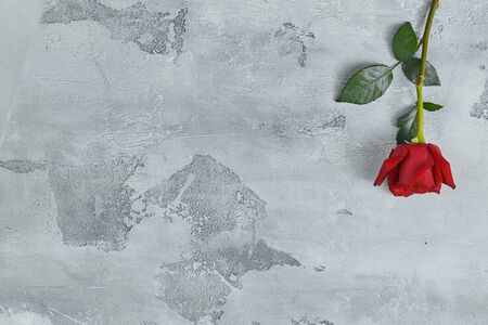 Red roses lie on a textured light background. Space for your textの写真素材