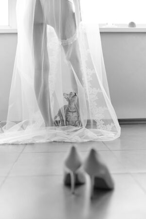 Curious funny cat came to his mistress bride, and climbed under her transparent veilの写真素材