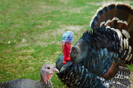Turkeys wandering around a barnyard at a farmの写真素材