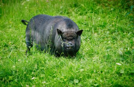 Vietnamese pot-bellied pigs graze on a lawn with fresh green grass. The concept of natural cultivationの写真素材