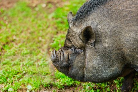Portrait of a large boar, Vietnamese pot-bellied pigs.の写真素材