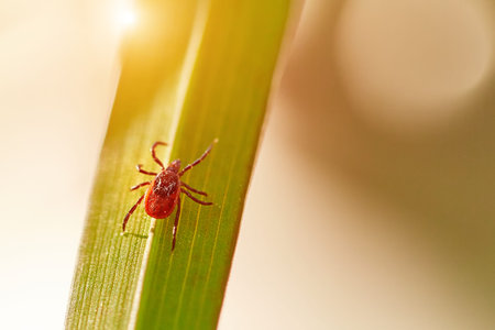 An ixodic parasite mite is sitting on the green grass. The danger from the bite of a tick...