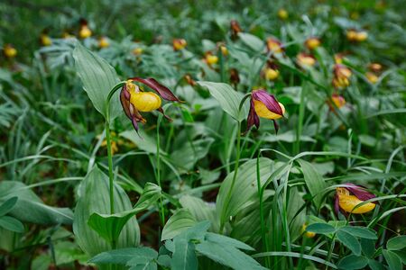 Close-up of exotic wild forest orchids.  Plant slipper Cypripedium macranthos lady.の写真素材