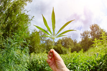 Cannabis leaves hemp stem outdoors against a blue sky background.