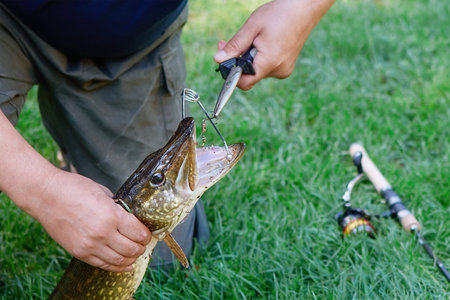 The man releases the fish from the hook. The sporting method of fishing on a spinning.