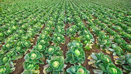 Green cabbage heads in a cabbage field in autumn, in the open groundの写真素材