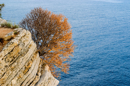 bush on the cliff above the sea