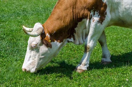 cow graze clean green grassの写真素材