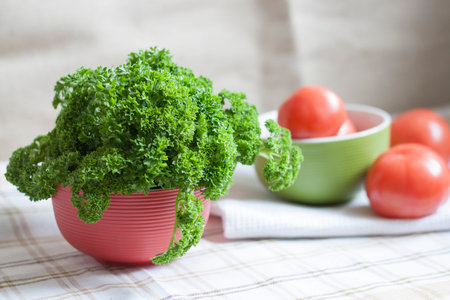 Parsley and tomatoesの写真素材