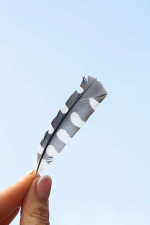 Bird feather holds hand on a background of blue sky, selective focusの写真素材