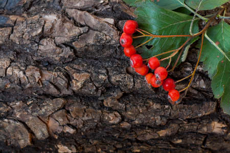 Bunch of red ashberry, sorbus on the tree bark, close-upの写真素材