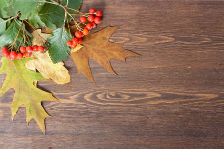 Autumn leaves yellowed wooden background close up, selective focusの写真素材