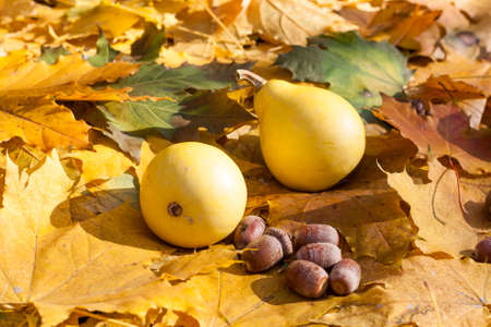 Autumn still life with pumpkins and acorns on autumn leaves background, closeupの写真素材