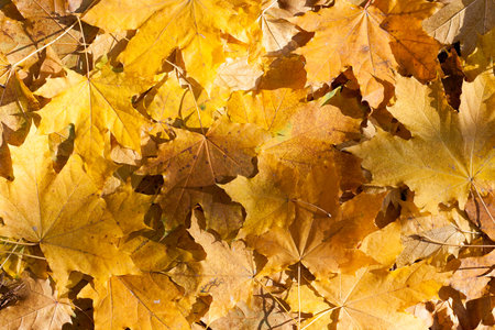 Fall leaves for an autumn background , Colorful background of autumn leaves