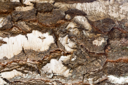 Texture of old birch tree bark with green moss
