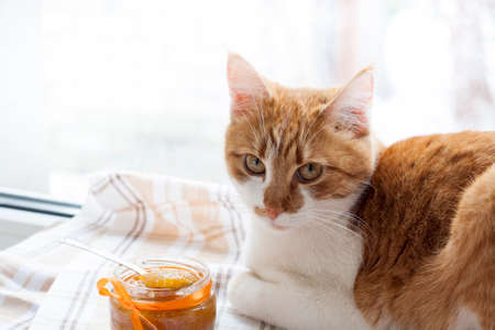 The red cat and orange jam in glass jar, selective focus.の写真素材