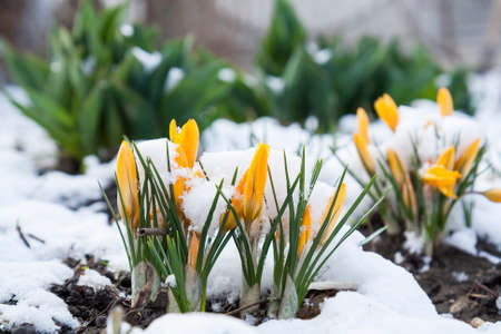 Spring yellow crocuses flower covered with snowの写真素材