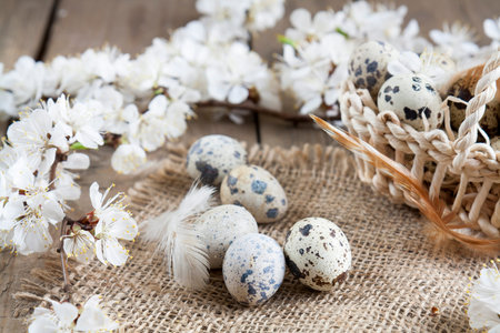 Quail eggs, flowers and feather. Branch of apricot blossom, feather and quail egg with sacking on a...