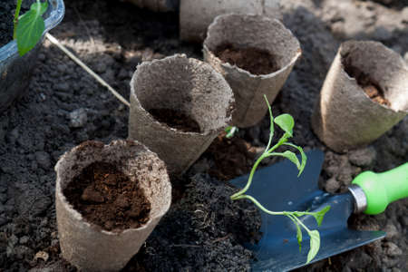 Planting young peppers seedlings in peat pots on soil background. Agriculture homegrown food vegetables, sustainable household concept.の写真素材