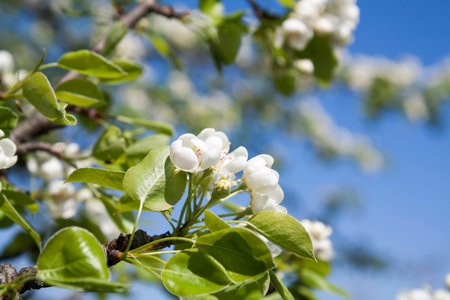 Branch of pear blossom in garden on light blue sky background, selective focusの写真素材
