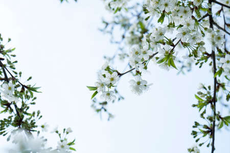 Branch of cherry blossom in garden on light blue sky background, selective focusの写真素材