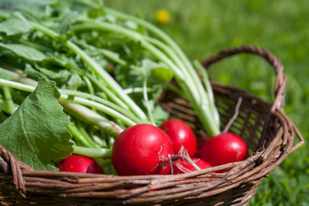 Fresh radishes with tops in a wicker basket on a wooden table outside on a sunny day
