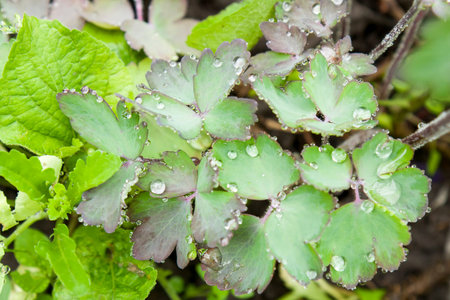Fresh green spring summer background with drops. Granny's bonnet columbine leaves with water drops