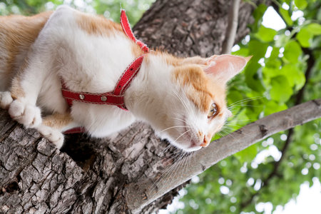 Cute white-red cat in a red collar prepares to jump from tree. Cat while hunting.の写真素材