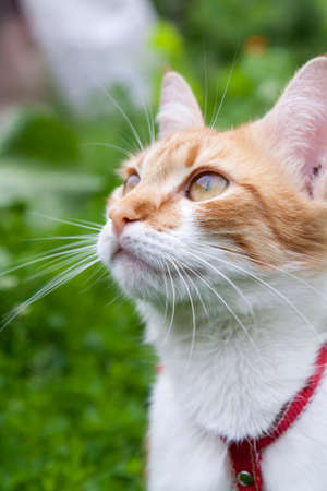 Cute white-red cat in a red collar watching for something on the trail of green grassの写真素材