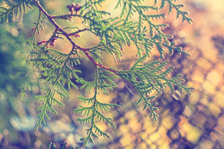 Beautiful background with green arborvitae branch on the nature in the sun. Coloring and processing photos in vintage style with soft selective focus.の写真素材