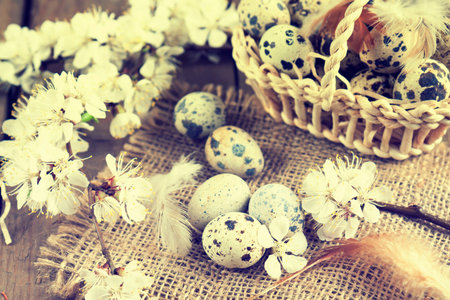 Quail eggs, flowers and feather. Branch of apricot blossom, feather and quail egg with sacking on a...