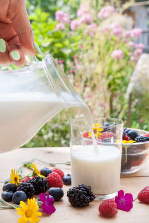 Pouring milk in the glass on the table with blackberries, raspberries, blueberries, mint and marigold on sunny summer backgroundの写真素材