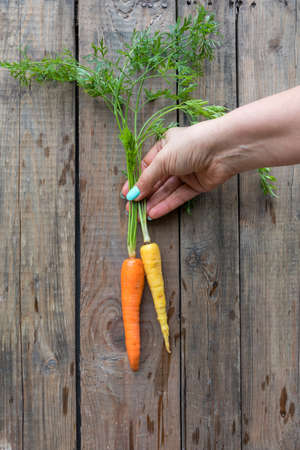 Two fresh garden carrot orange and yellow colors with green leaves in the hand, dark wooden backdropの写真素材