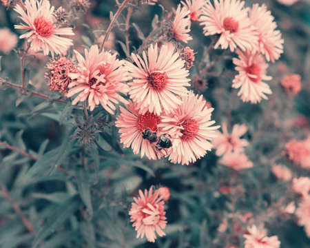 Bee pollinating the purple autumn flowers. Violet Asters blooming in the garden. Coloring and processing photo with technicolor style.の写真素材
