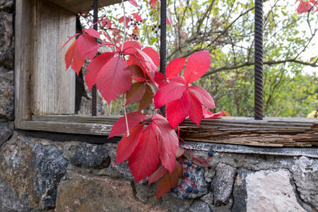 Branch with red autumn leaf of wild grapes on a background of stone granite wall and window bars.