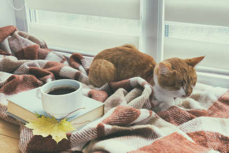 Cup of coffee, book with autumn yellow leaf and red-white cat surrounded wool blanket on windowsillの写真素材