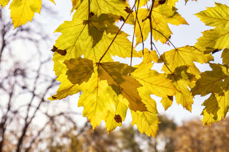 Autumn background from yellow leaves of maple against the sky and the backlight.の写真素材