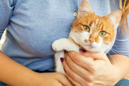 Woman hands hold red and white kitty cat. Close up. Coloring and processing photosの写真素材