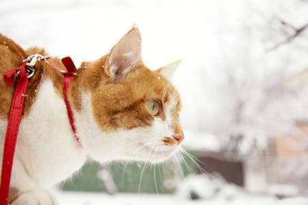 Red and white kitty cat in red collar covered with snowflakesの写真素材
