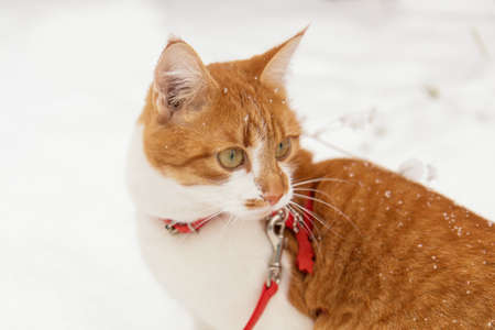Red and white kitty cat in red collar covered with snowflakesの写真素材