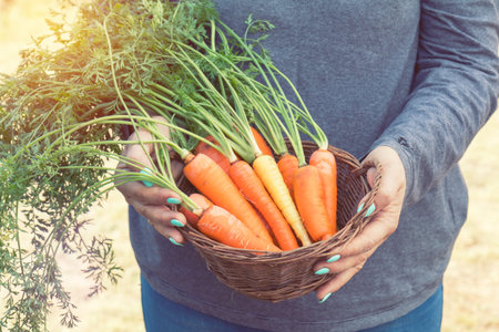Woman holding a basket of freshly picked carrots in a carrot field on a farm on a sunny day. Coloring and processing photo with soft focus in style.の写真素材