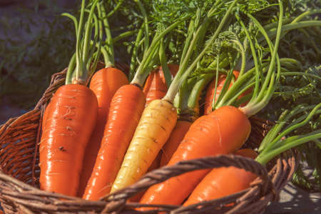 Freshly picked carrots in a basket in a carrot field on a farm on a sunny day. Coloring and processing photo with soft focusの写真素材