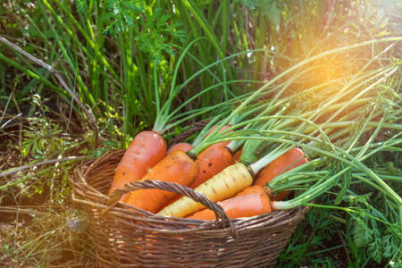 Freshly picked carrots in a basket in a carrot field on a farm on a sunny day. Coloring and processing photo with soft focusの写真素材