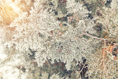 Branch thuja cypress tree with cones in snow. Winter background. Thuja cypress tree  branches covered with hoarfrost.の写真素材