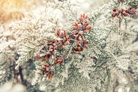 Branch thuja cypress tree with cones in snow. Winter background. Thuja cypress tree  branches covered with hoarfrost.の写真素材