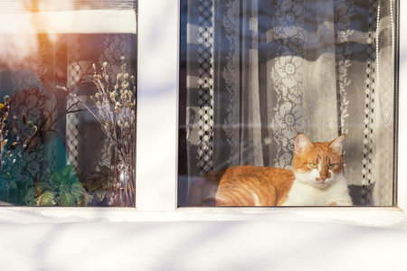 Red and white cat on the windowsill in the home. Sunshine winter day. The view from the street. Cozy...