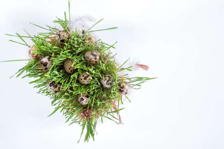 Easter holiday attributes sets. Quail eggs, green shoots sprouted wheat on white background. Easter holiday eco concept.の写真素材