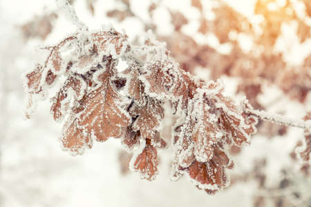 Branch oak tree with dry leaves in snow. Winter background. Oak tree branches covered with hoarfrost.の写真素材