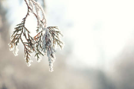 Branch thuja cypress tree in snow. Winter snow sunshine background. Thuja cypress tree branches covered with hoarfrost  against the sky and the backlight.の写真素材